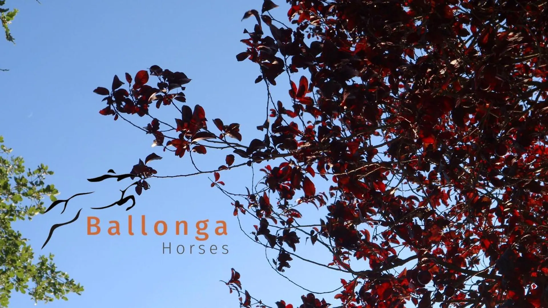 Apartamento Touristic Ballonga Horses Solsona España