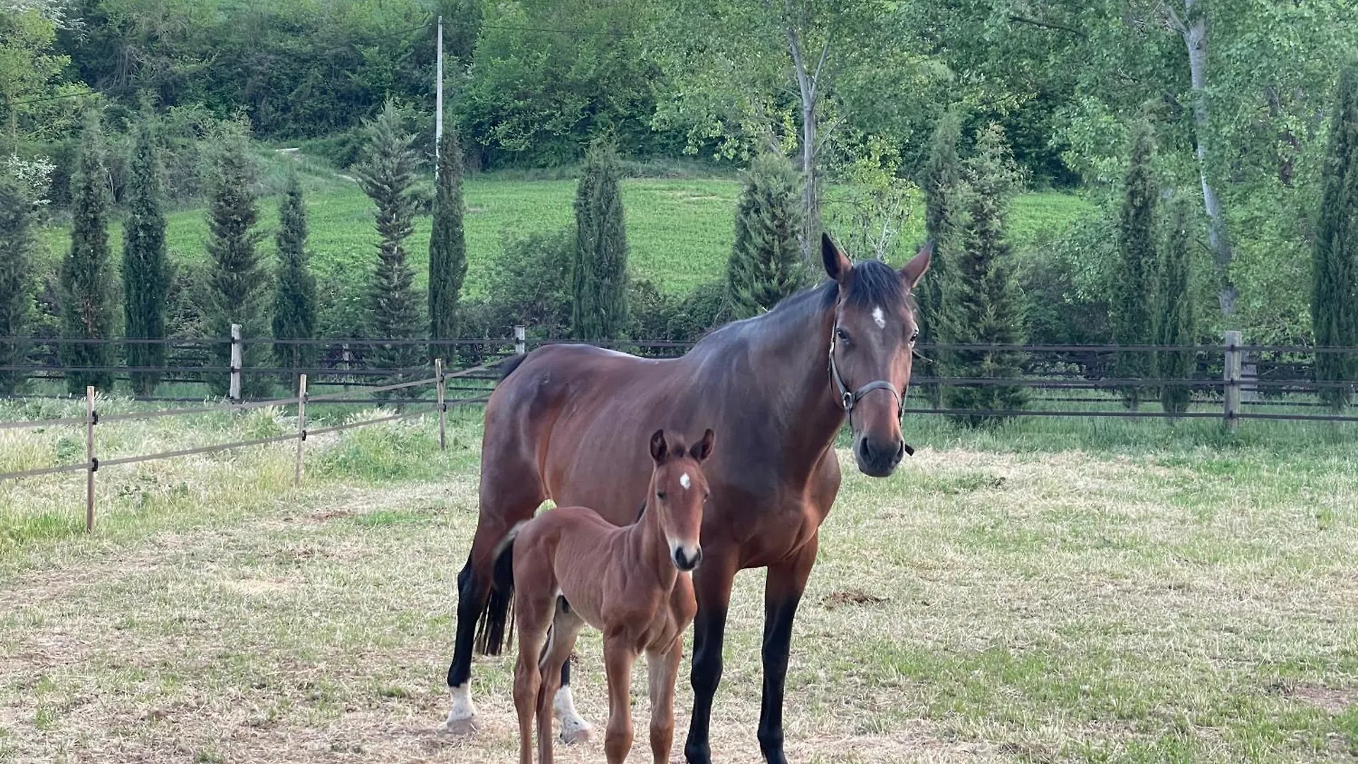 Touristic Ballonga Horses Solsona 0*,  Spain